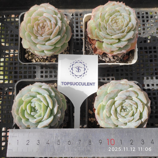 T1775 Echeveria Pink Rock (7cm pot size)