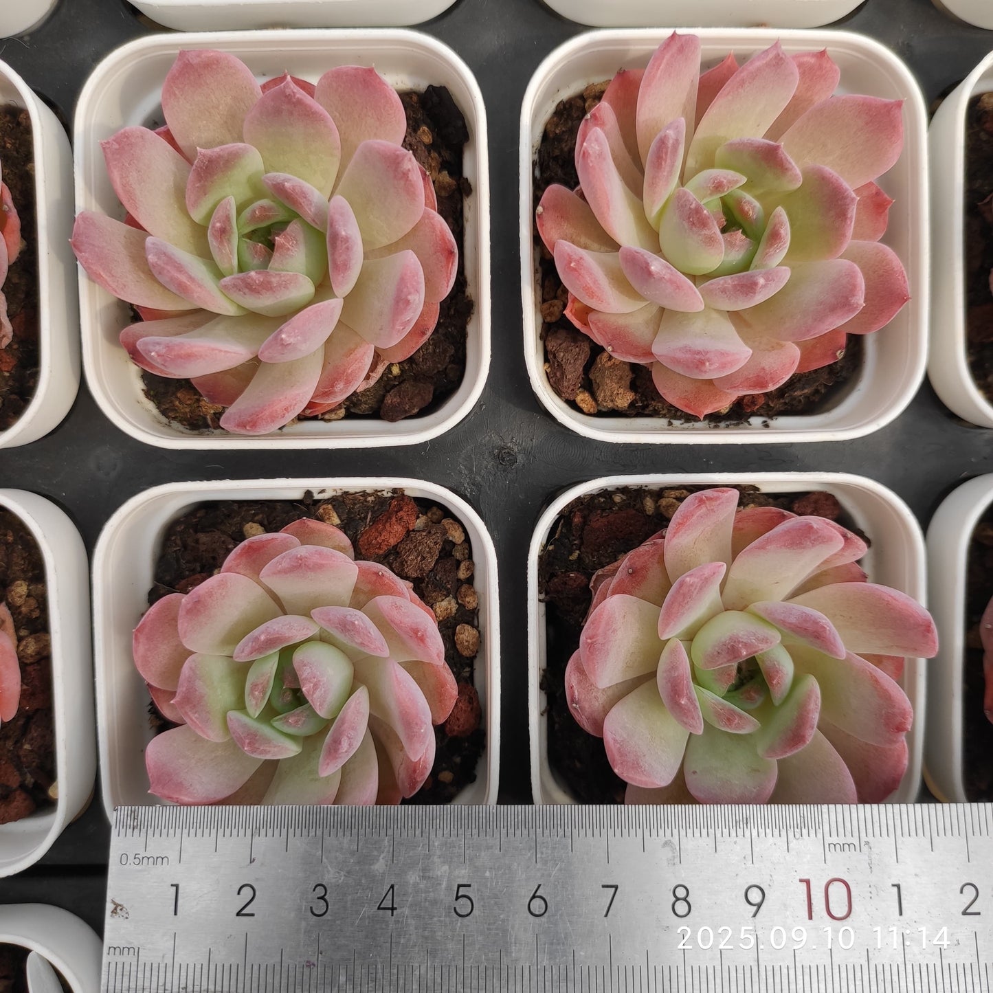 21010 Echeveria Amazing Grace x Sarahime (7cm pot size)