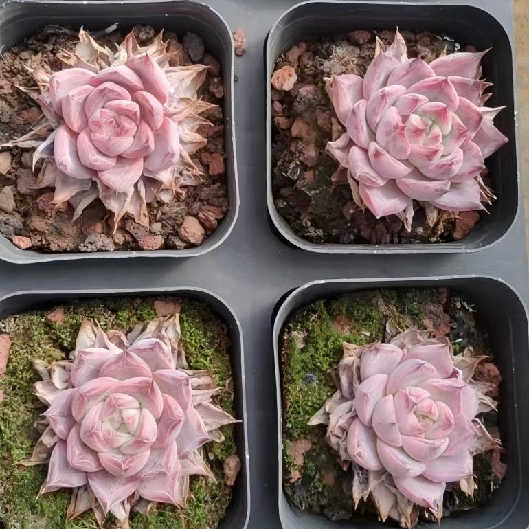 80521 Echeveria Black Swan (6.5cm pot size)