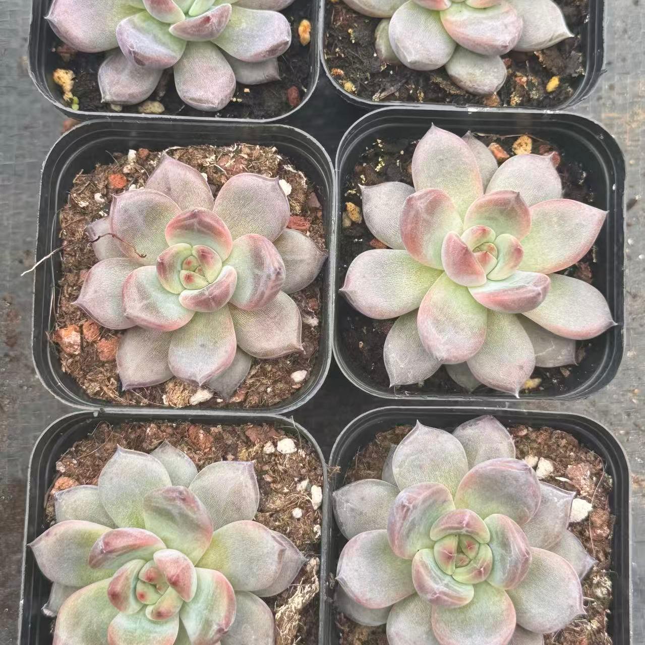 XL075 Echeveria Orange Monroe Q(5cm pot size)