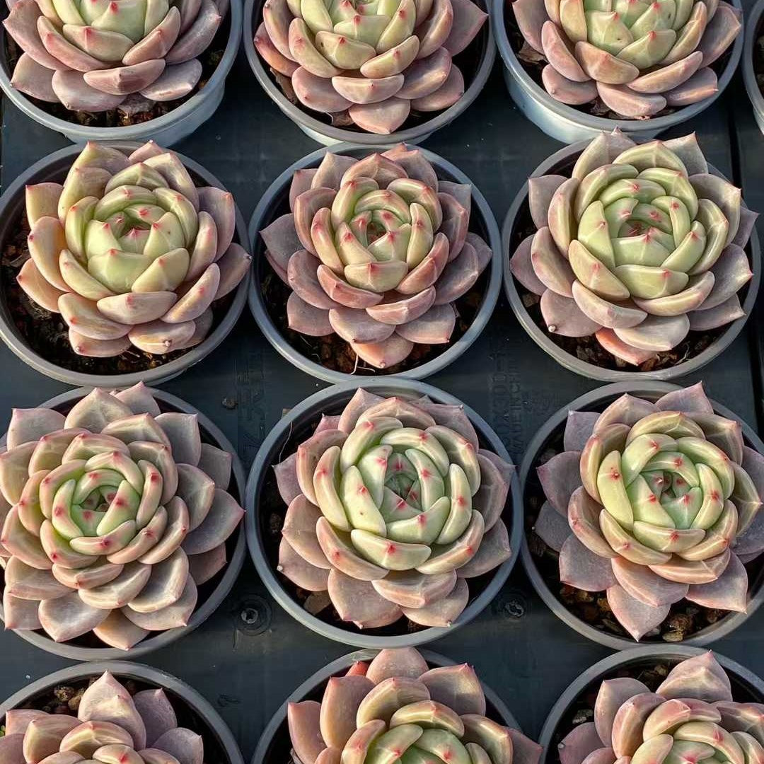 25750 Echeveria Orange Monroe Q (9cm pot size)