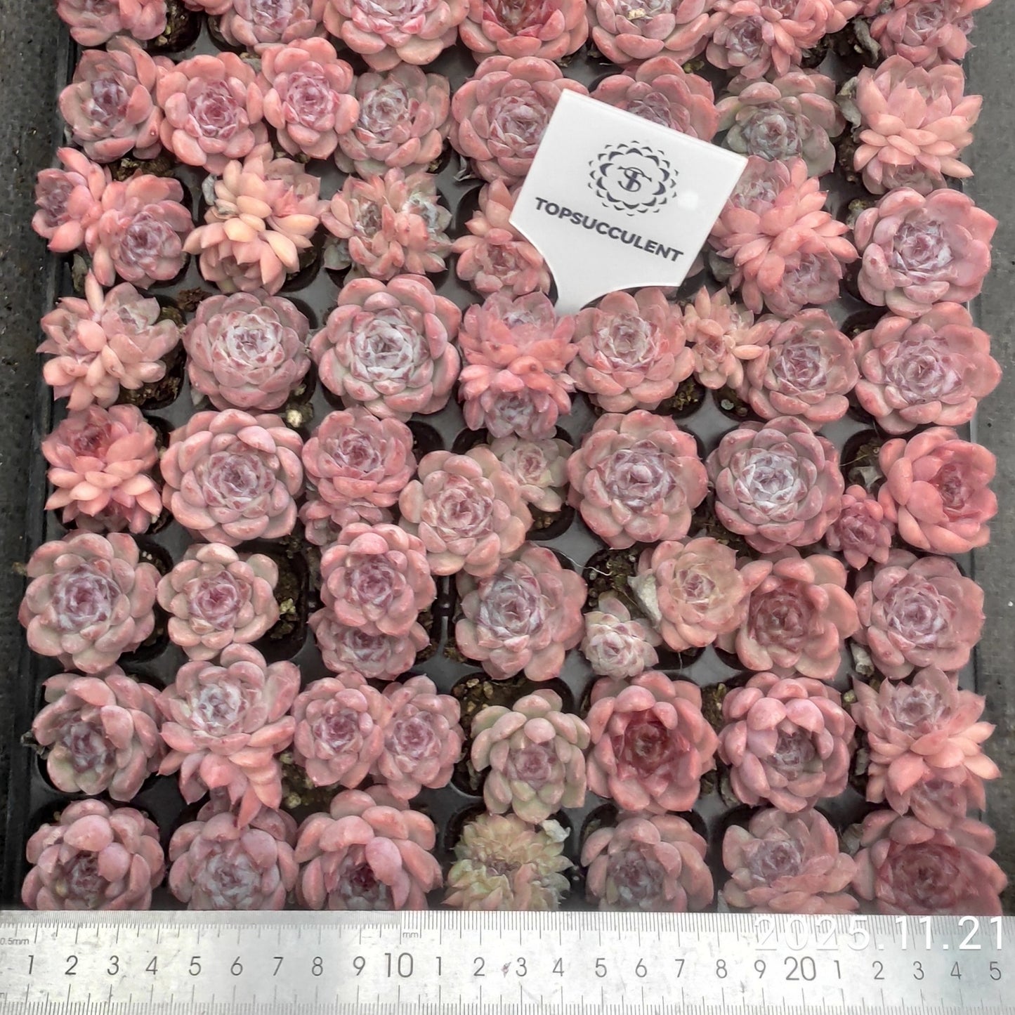 23969 Echeveria Ice (3cm pot size)