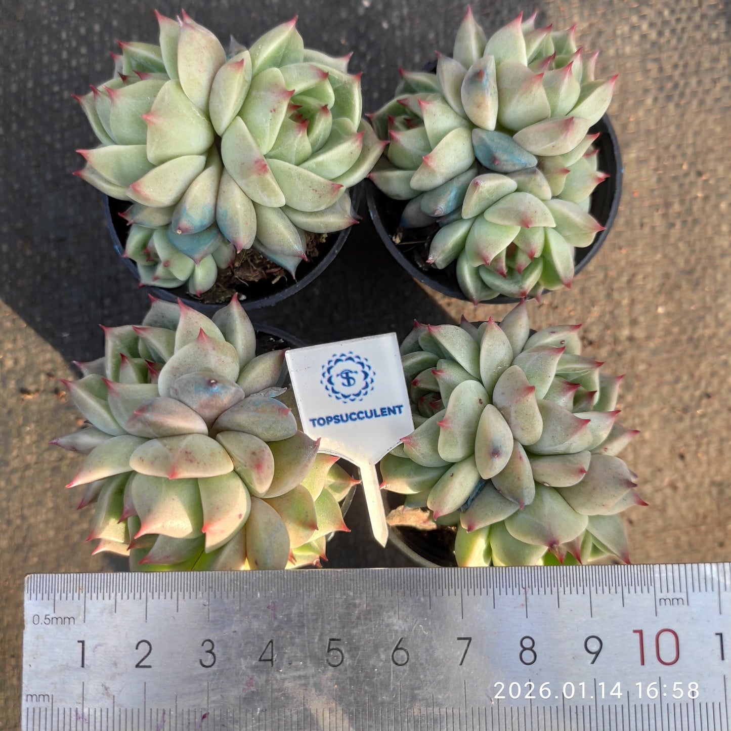23384 Echeveria Turquoise (5.5cm pot size)