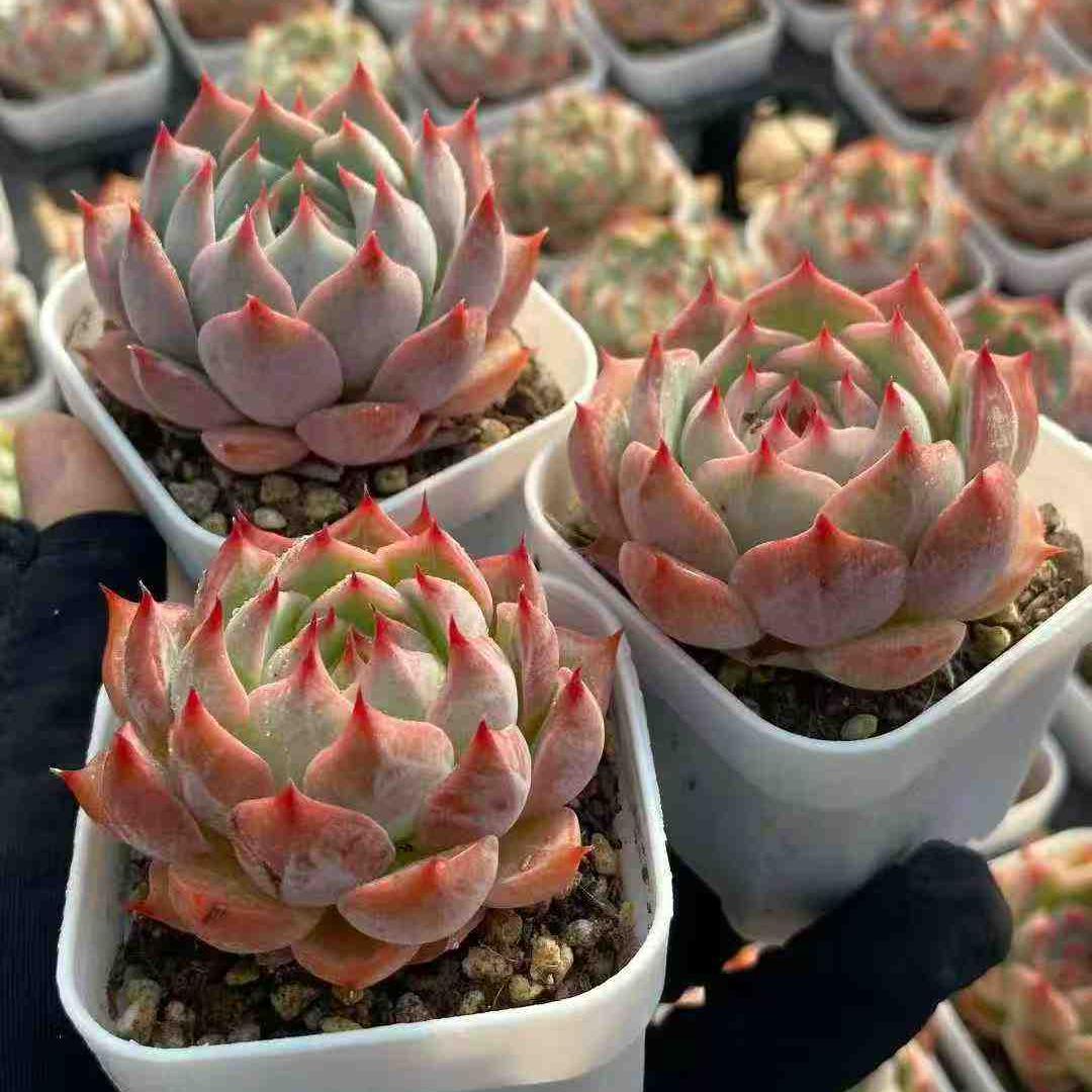 22740 Echeveria Chihuahuaensis Hyb (5.5cm pot size)