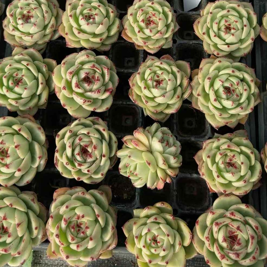 25253 Echeveria Crimson Marble (3cm pot size)