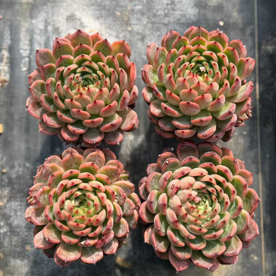 24938 Echeveria Nomade (12cm pot size)