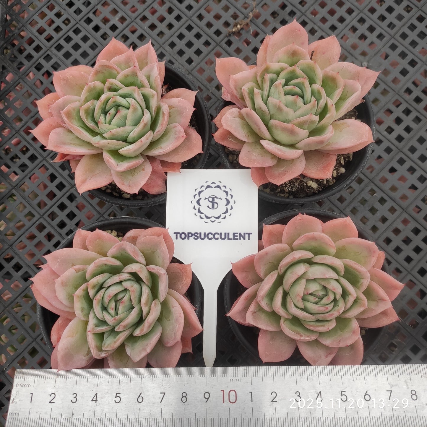 21856 Echeveria Lovesickness (9cm pot size)