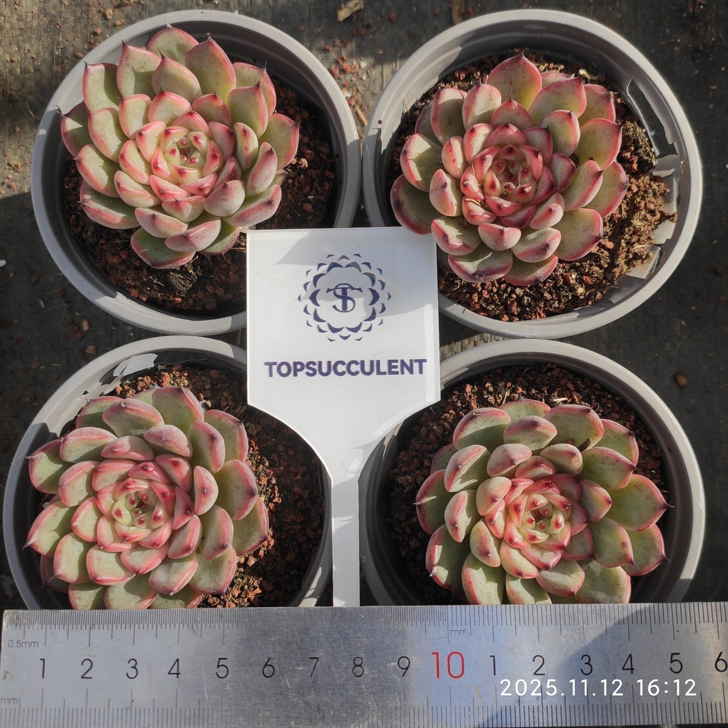 17580 Echeveria Starlight Jenny (9cm pot size)