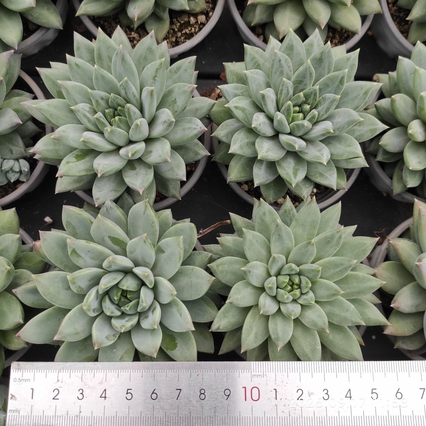 17546 Echeveria Dark Monster (9cm pot size)