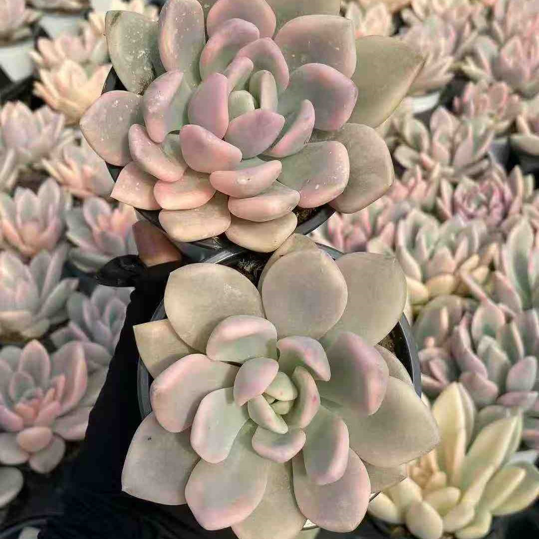 9308 Echeveria Opalina Variegated (9cm pot size)