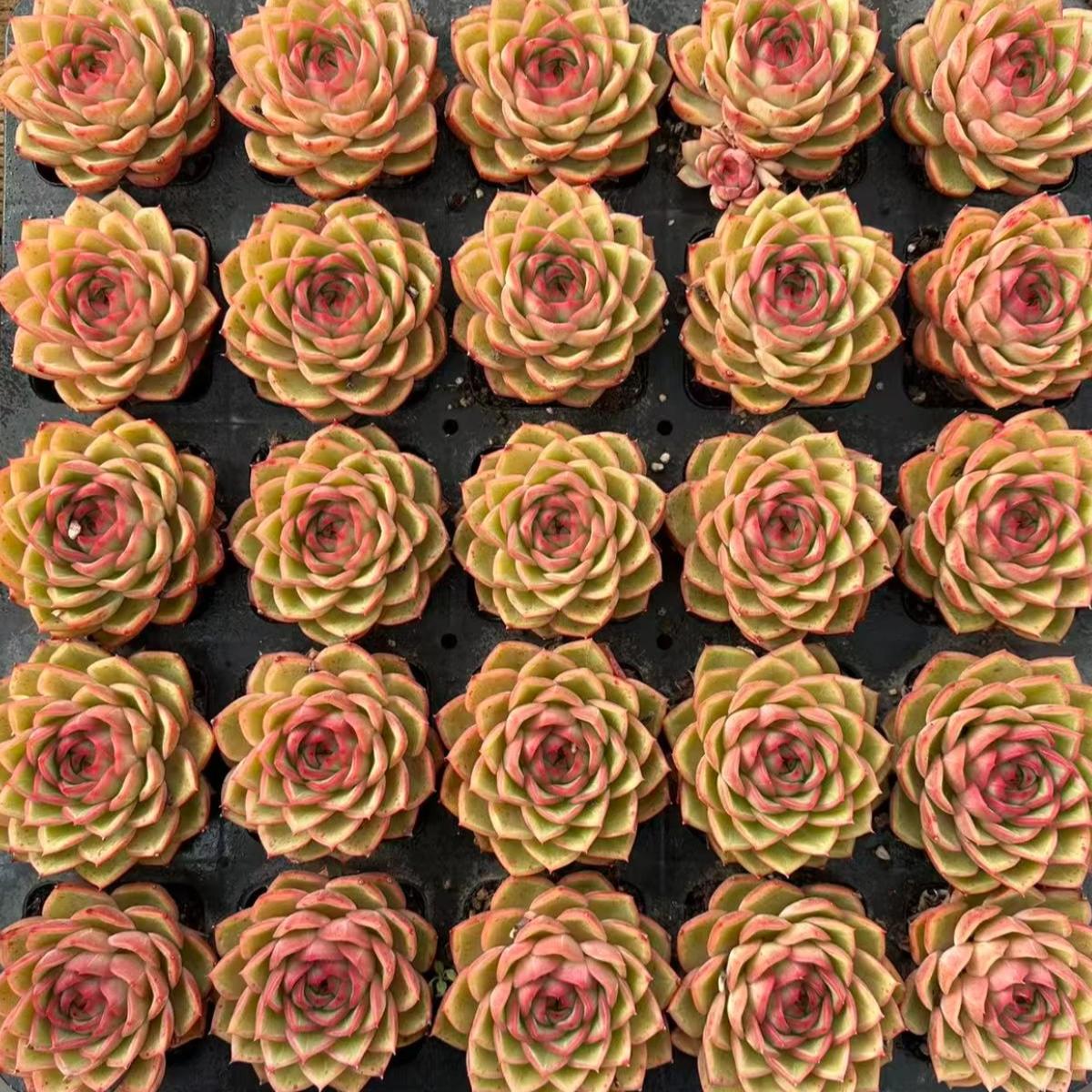 23014 Echeveria Golden Turtle (7cm pot size)