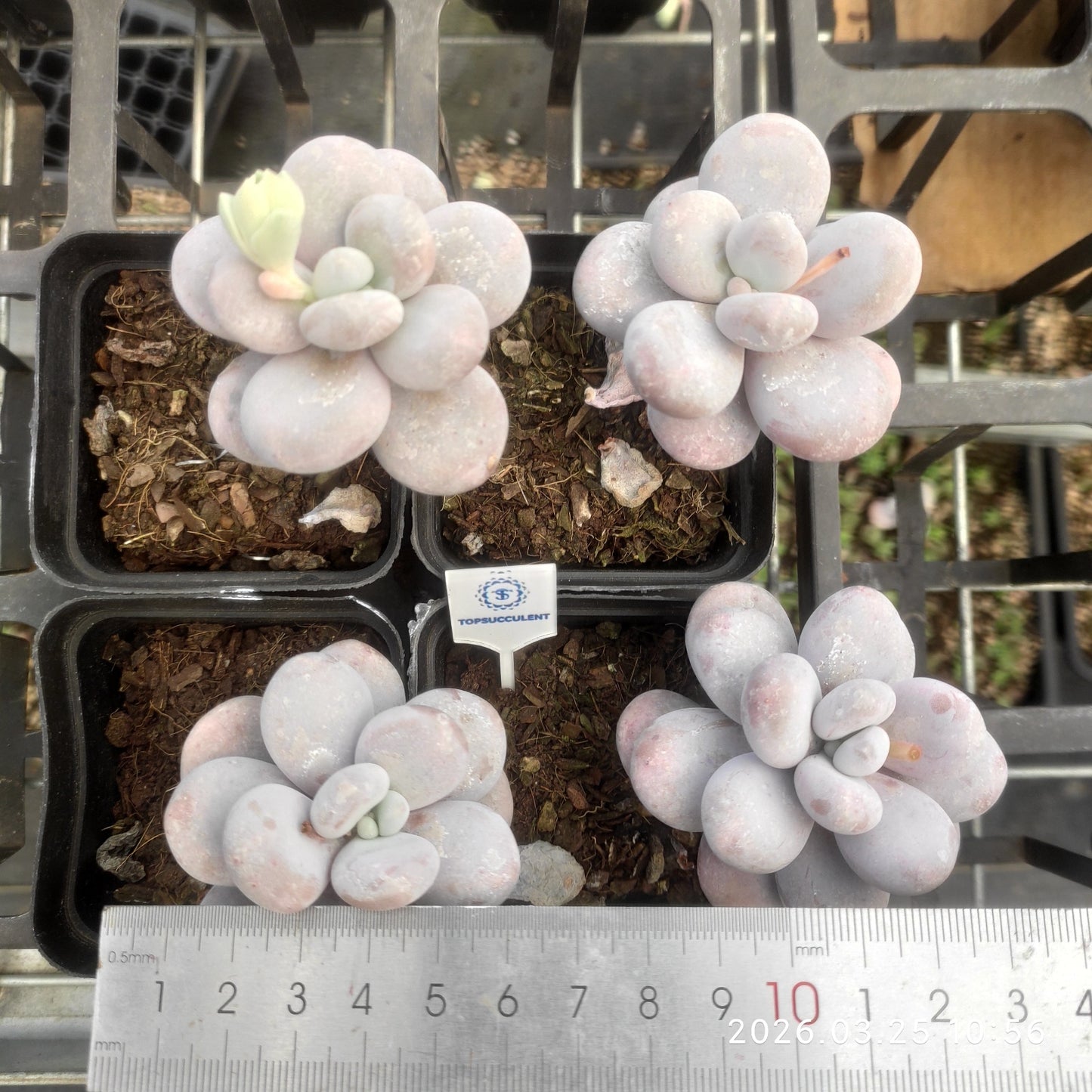 6846 Echeveria Oviferum Moon Stone (7cm pot size)