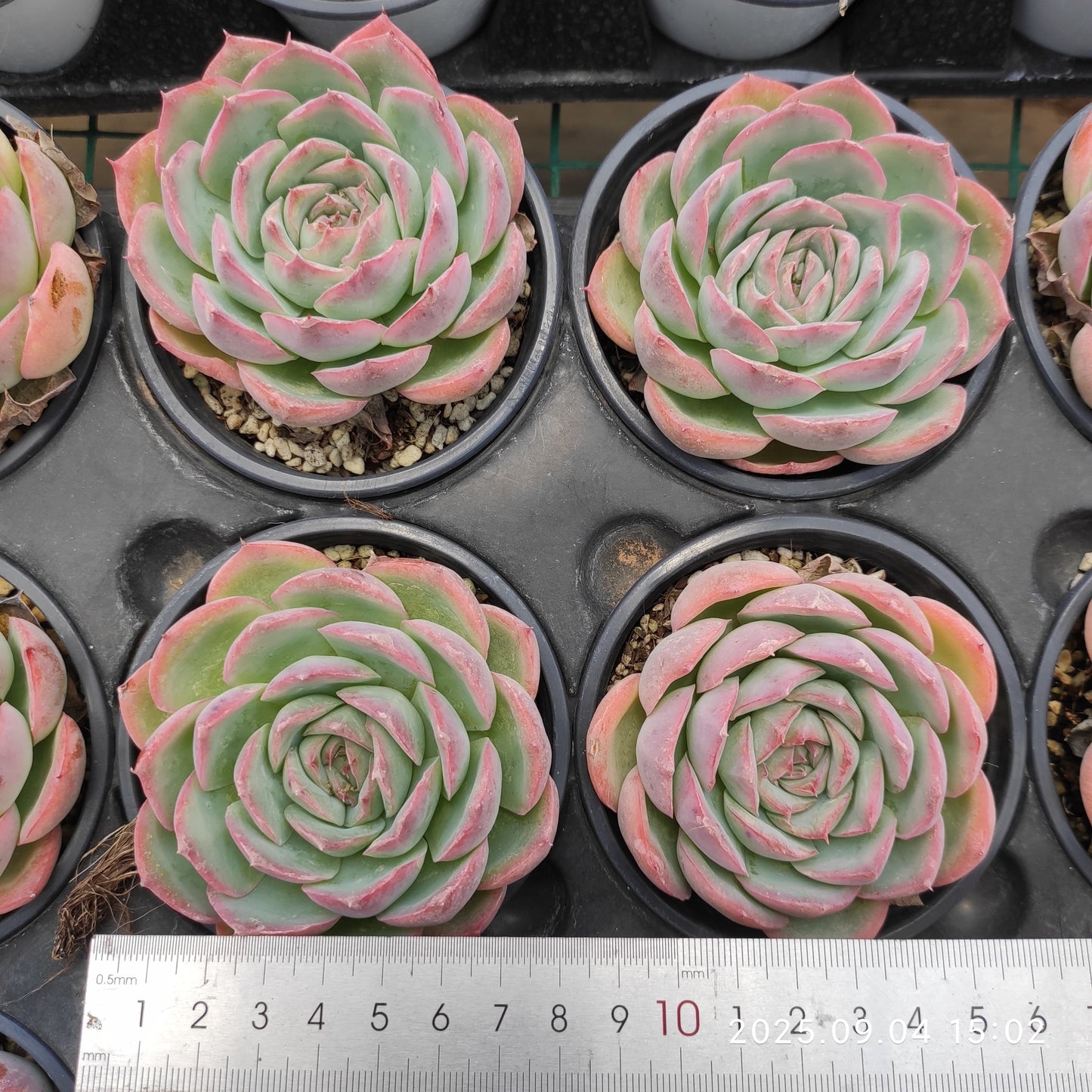 MMY230 Echeveria Silhouette(9cm pot size)