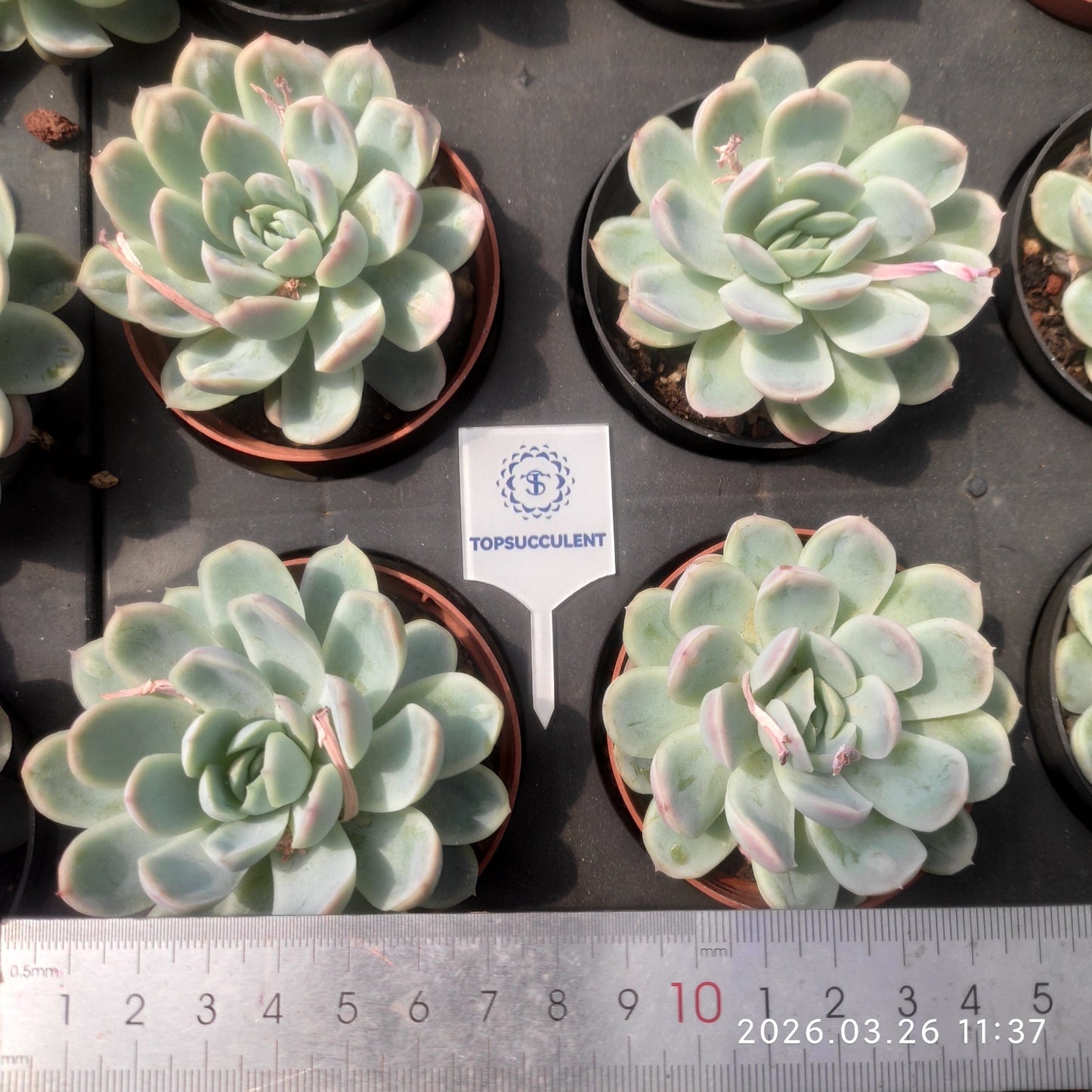 7266 Echeveria Ice Point (7cm pot size)