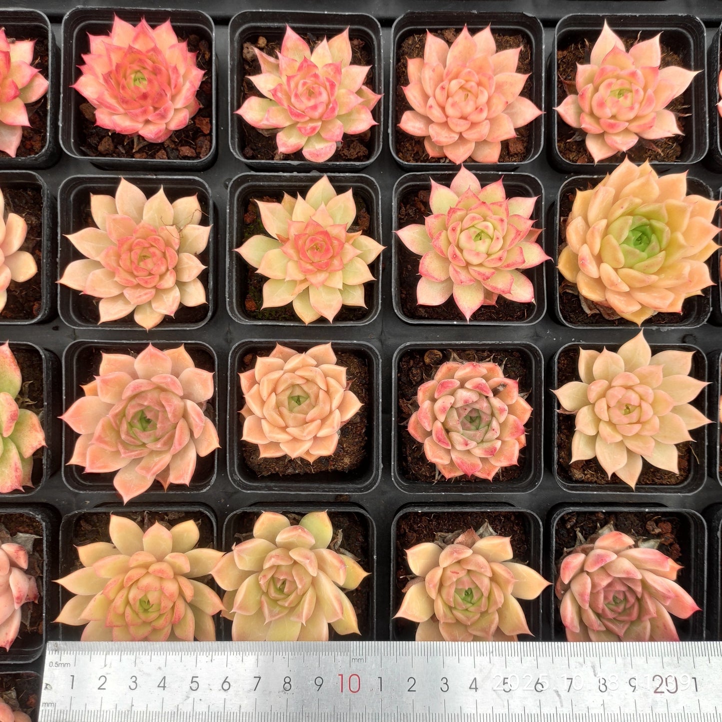 YBB195 Echeveria Little Conch(5.5cm pot size)