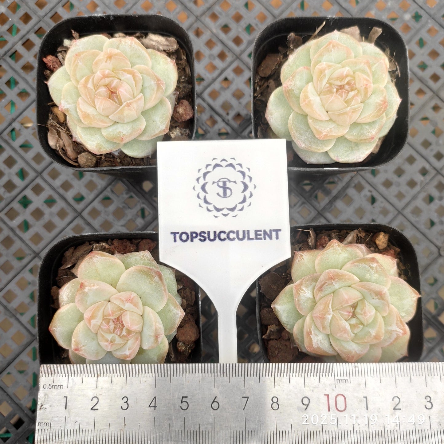 22715 Echeveria Pine Flower (6.3cm pot size)