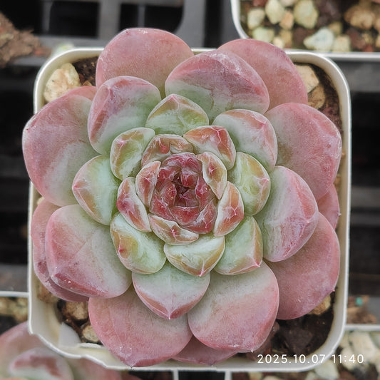 XQ956 Echeveria Ice(7cm pot size)