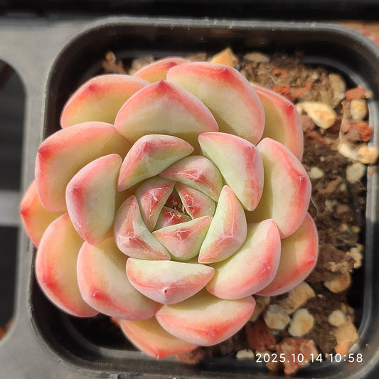 WWA377 Echeveria Ugly Cow(5.5cm pot size)
