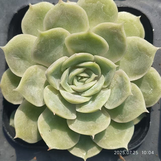 GR407 Echeveria Onslow(6.5cm pot size)