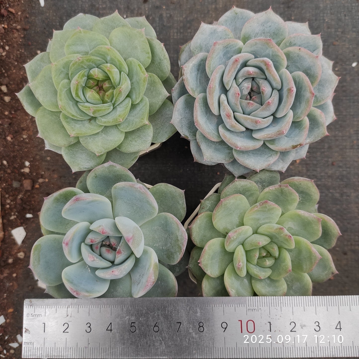 11977 Echeveria Pink Dew (7cm pot size)