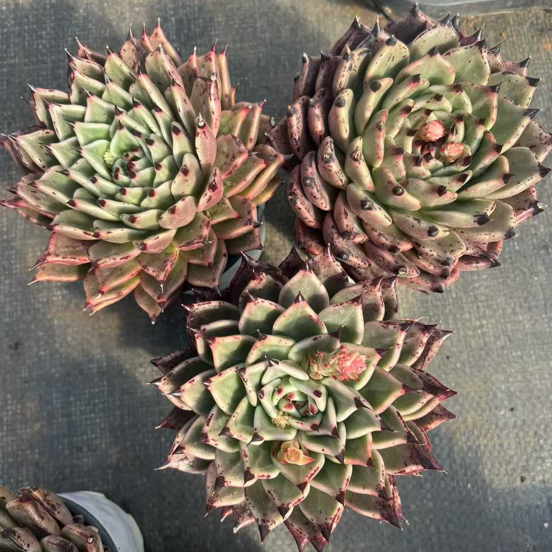 25312 Echeveria Hallowen (9cm pot size)