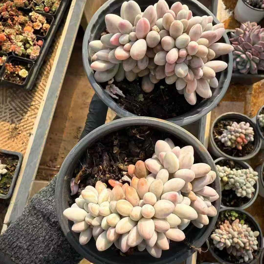 24578 Echeveria Orange Snow Ball Cristata (12cm pot size)