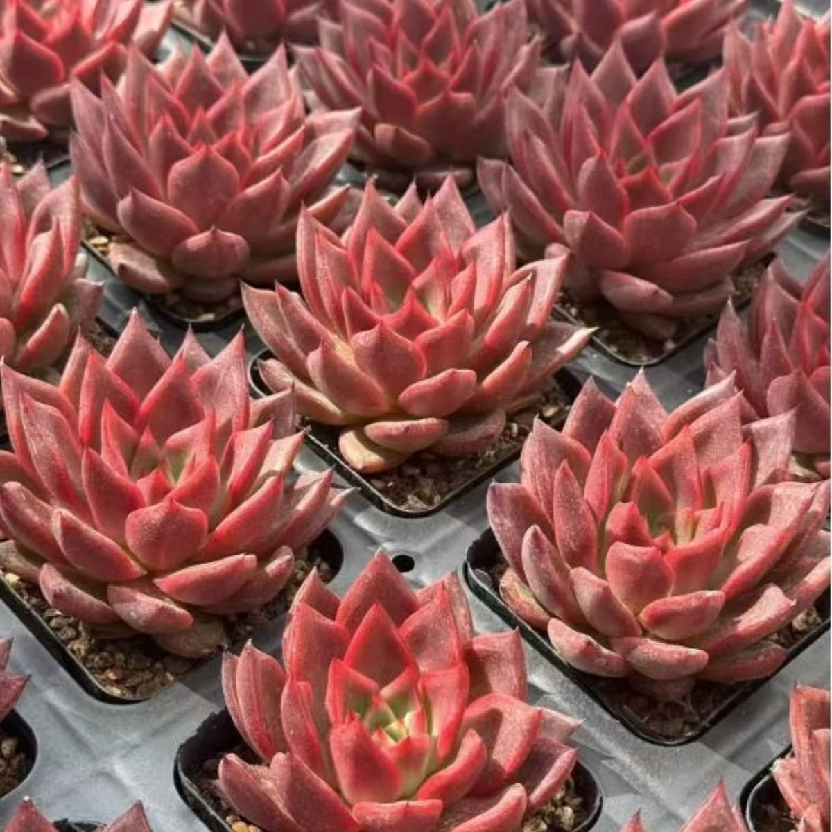 21487 Echeveria Tassel (7cm pot size)