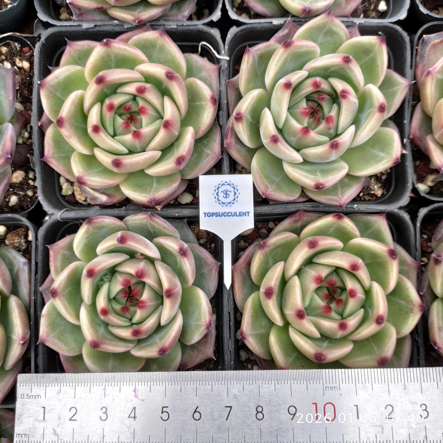 19258 Echeveria Blue Dragon Hyb (7cm pot size)