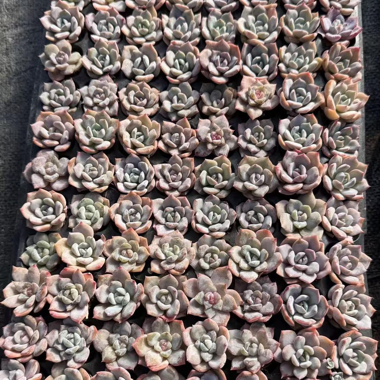 21503 Echeveria Monroe Hyb (3cm pot size)