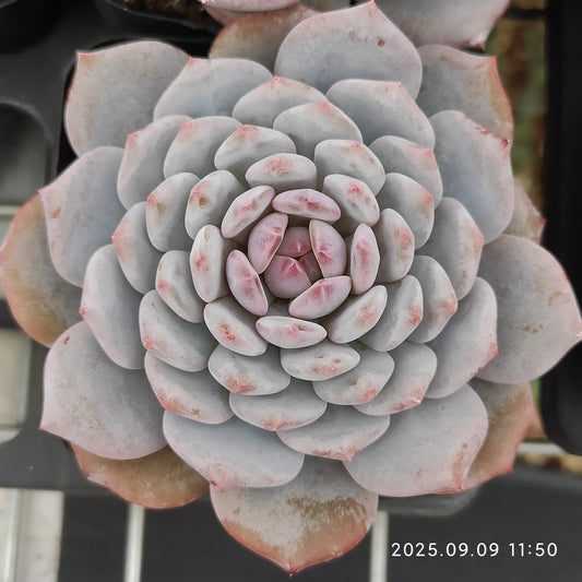 MMT845 Echeveria Star Monroe(7cm pot size)