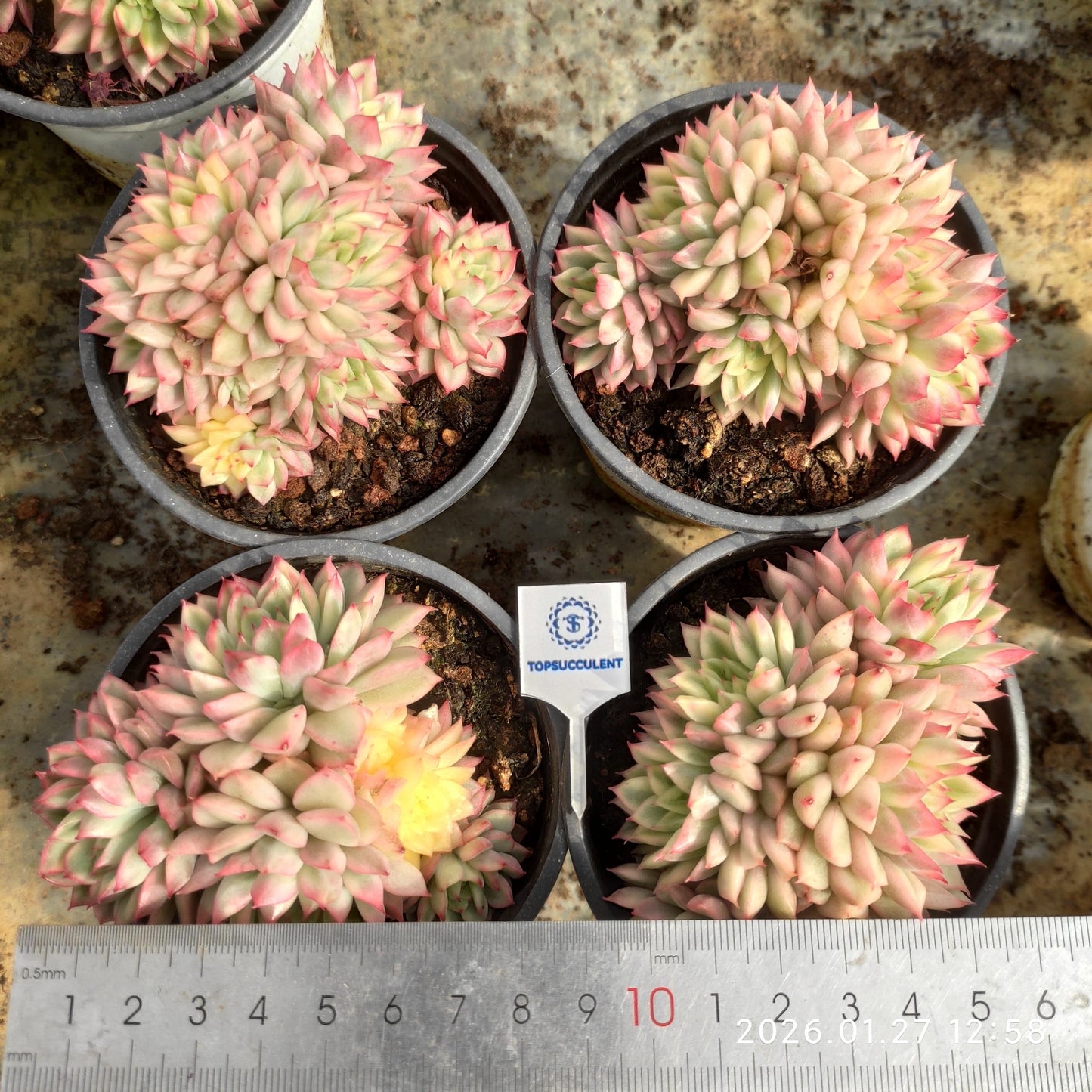 21662 Echeveria Mebina Variegated (9cm pot size)