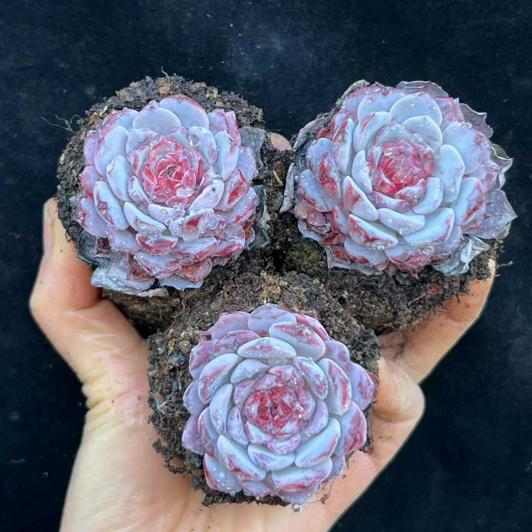 23990 Echeveria Laui x Lafite (7cm pot size)