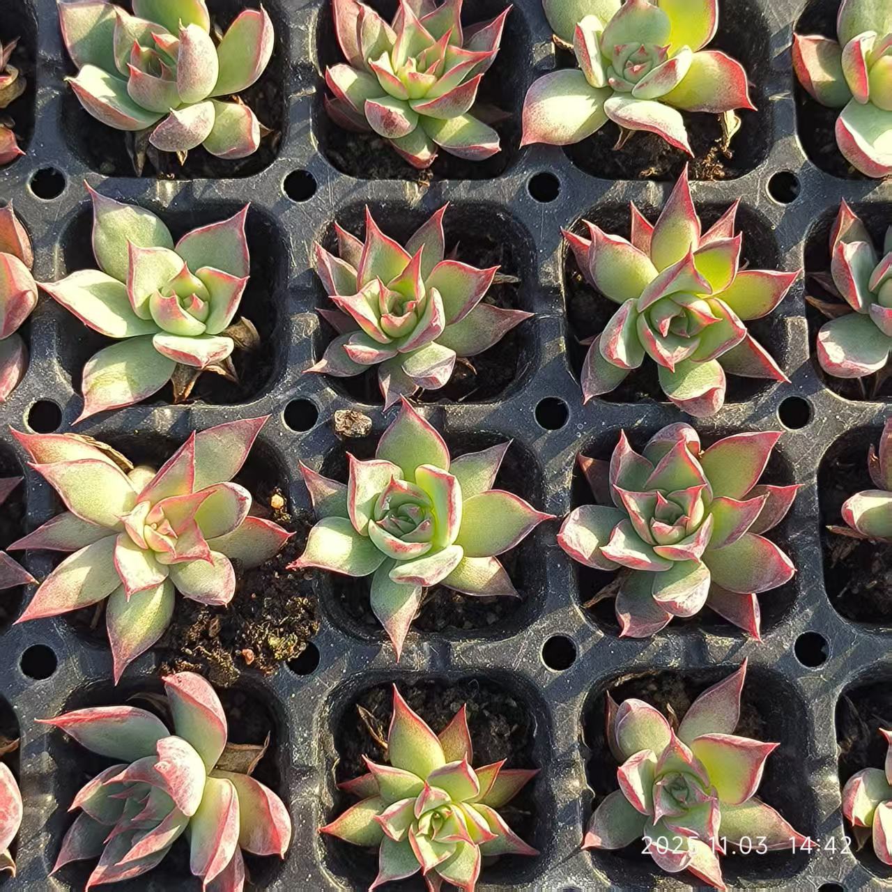 21939 Echeveria Casio (3cm pot size)