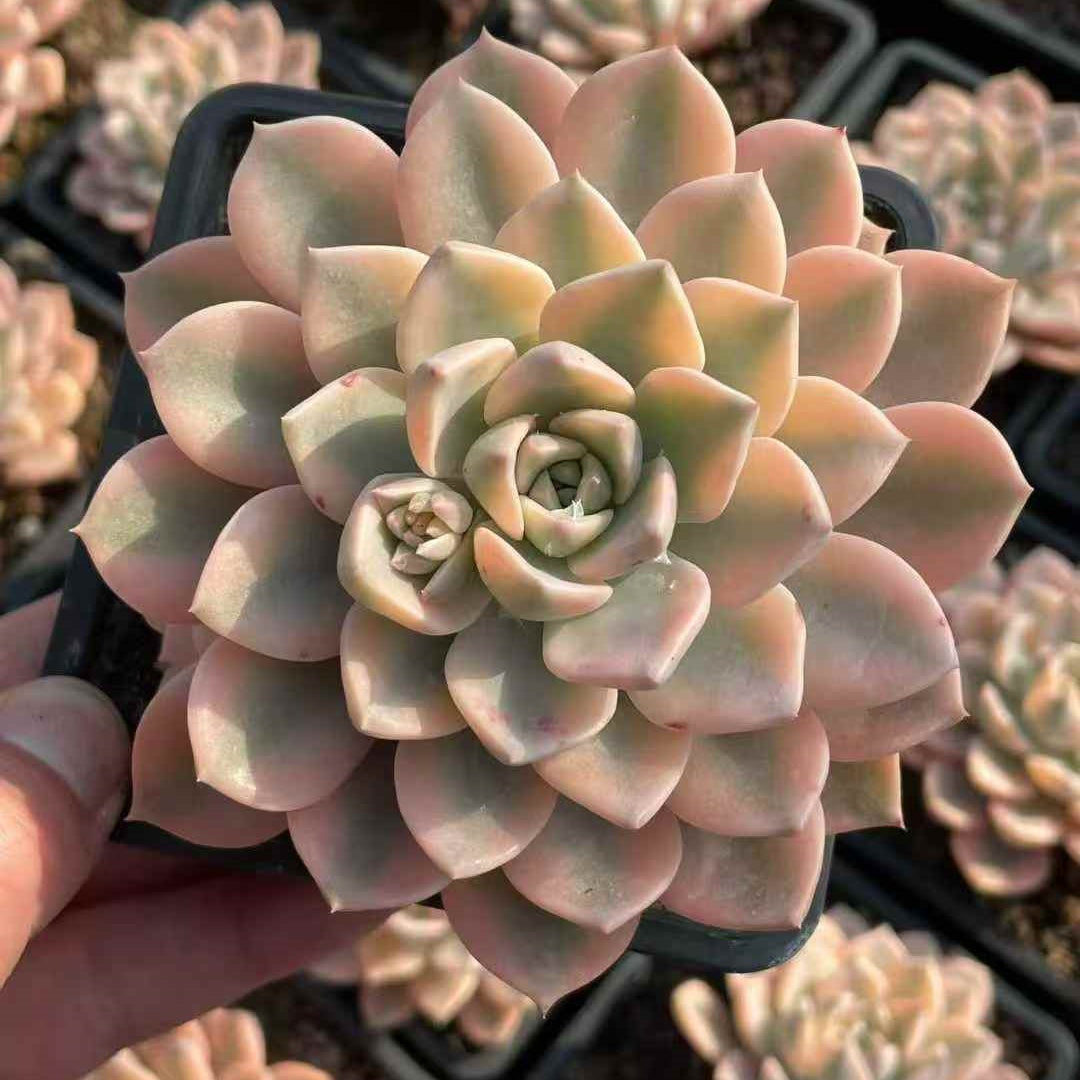 24471 Echeveria Pink Pretty Variegated (12cm pot size)
