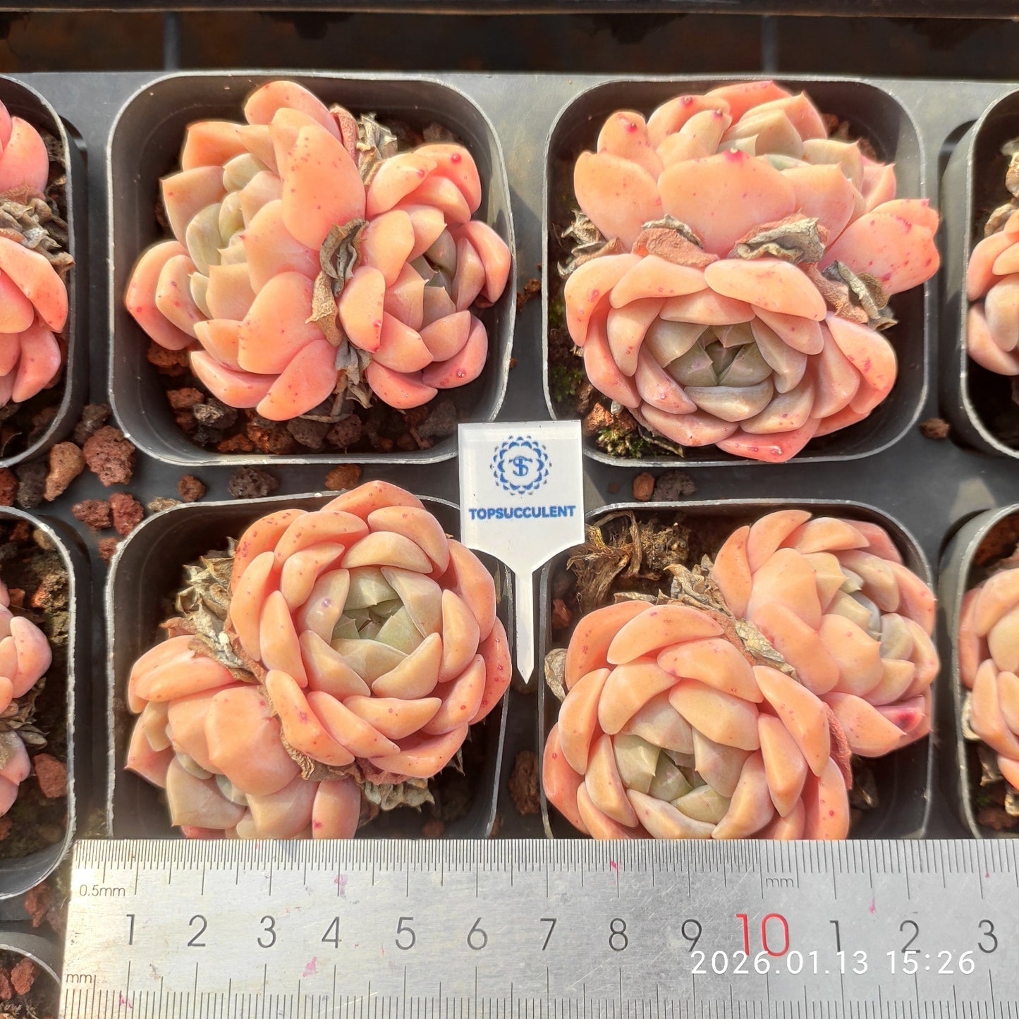 22604 Echeveria Orange Monroe Hyb (6.5cm pot size)