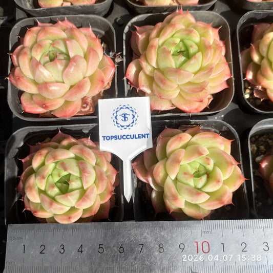 361215 Echeveria Butter Glow (7cm pot size)