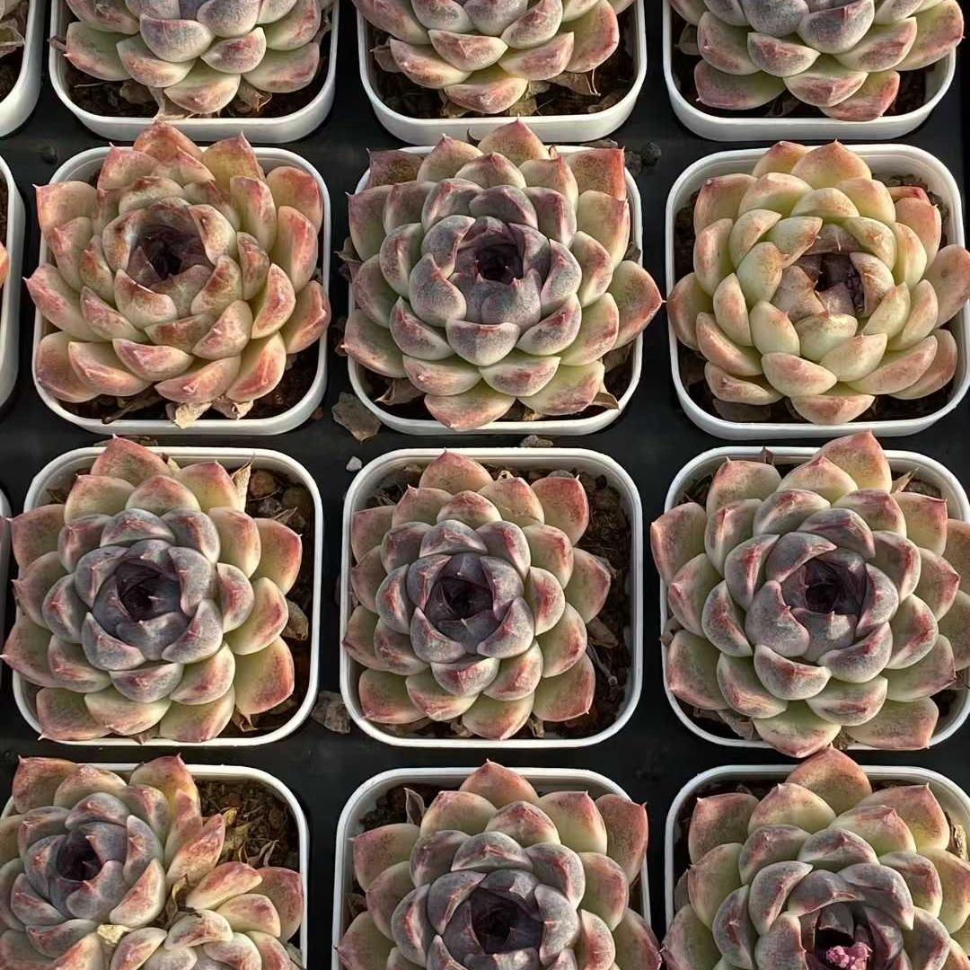 360091 Echeveria SooJeong (6.5cm pot size)