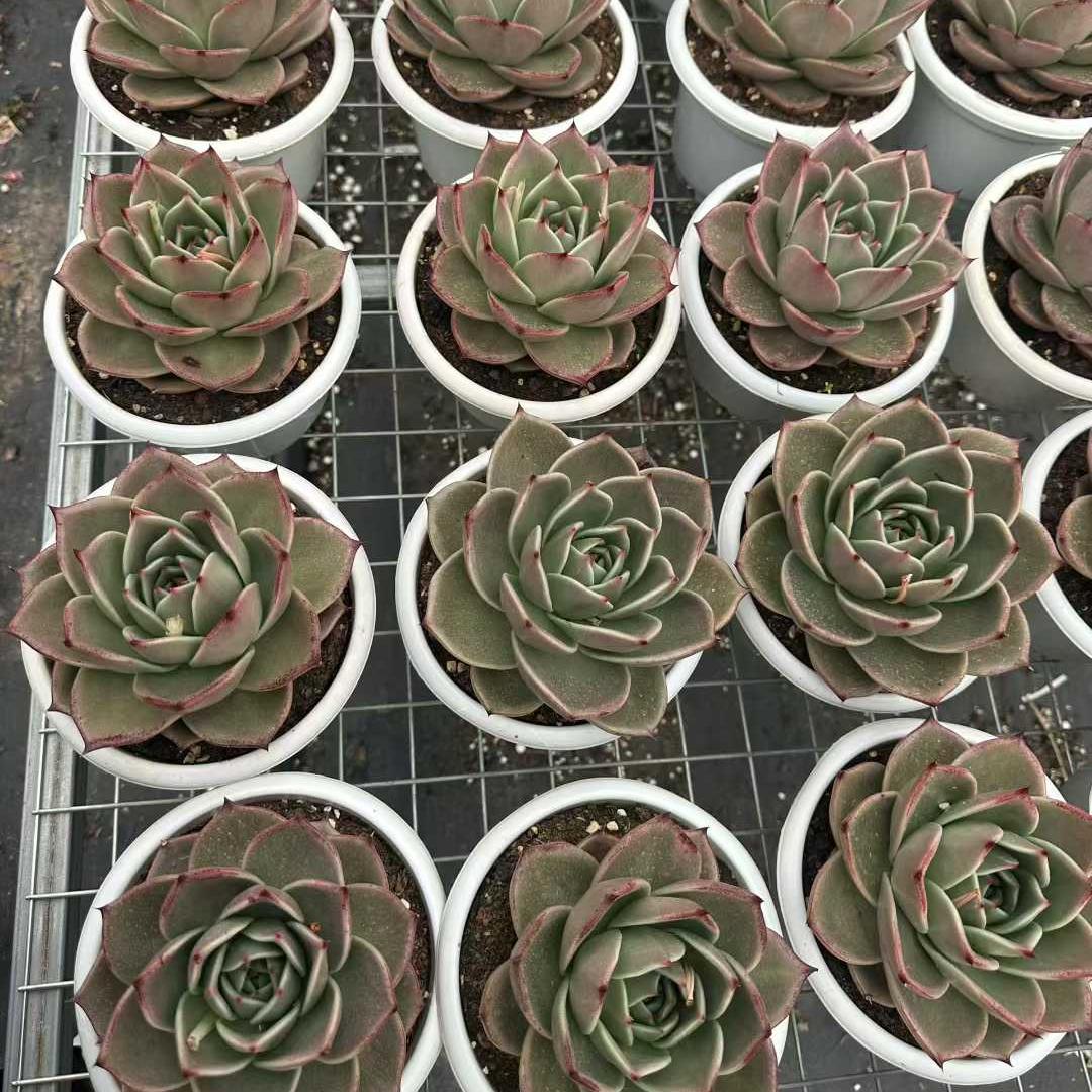 360169 Echeveria Stars (18cm pot size)