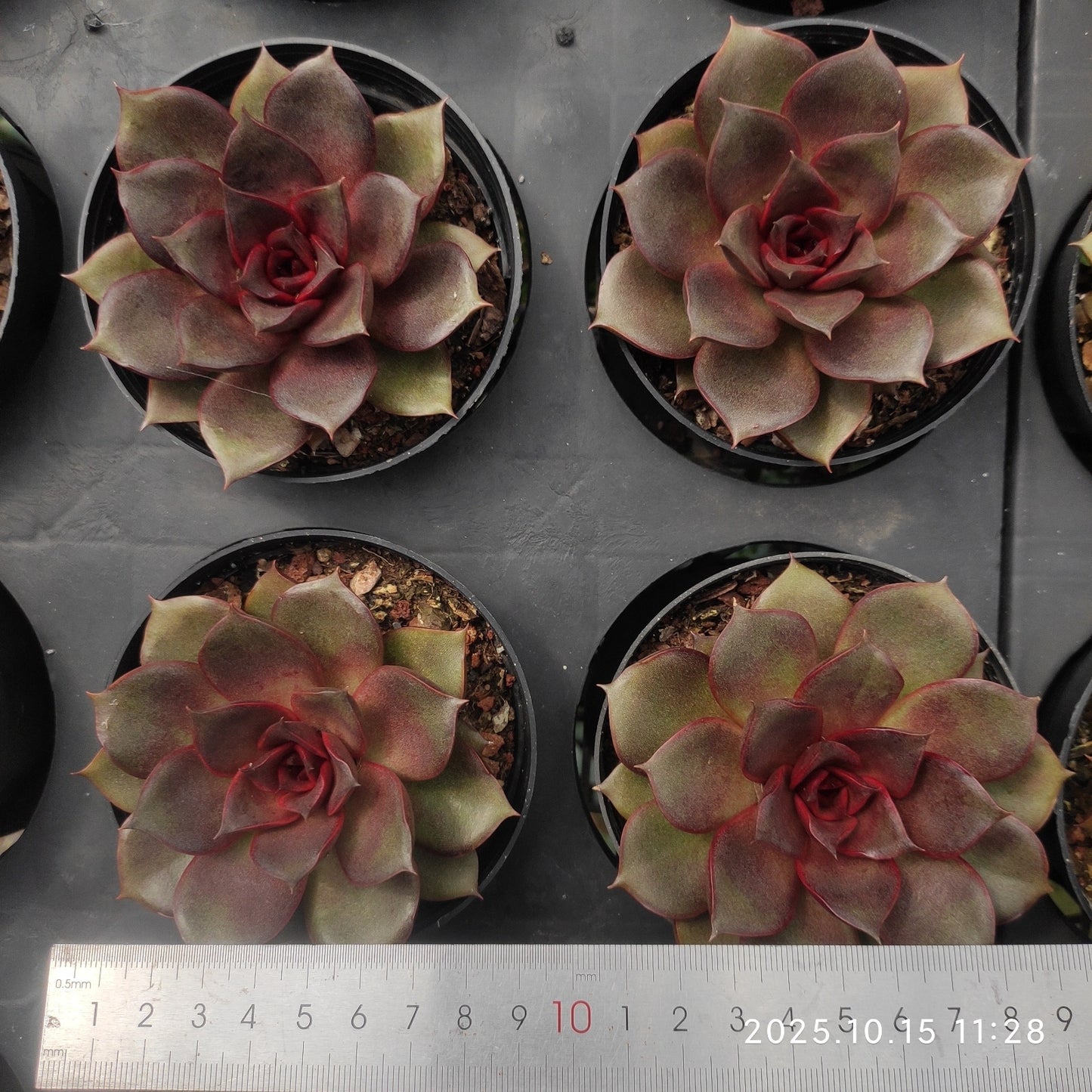 19834 Echeveria Blaze Rose (9cm pot size)