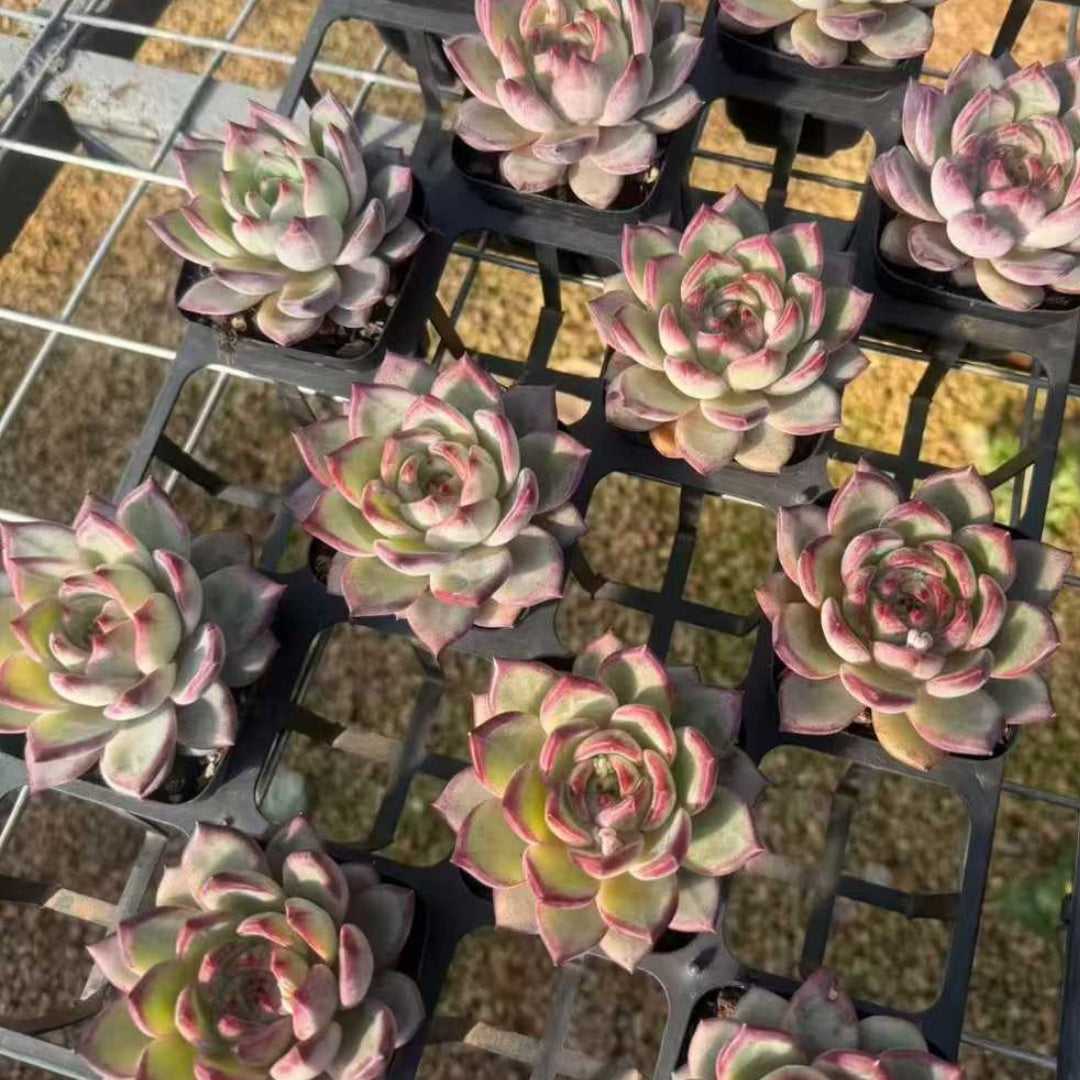 24963 Echeveria Dare Devil (7cm pot size)