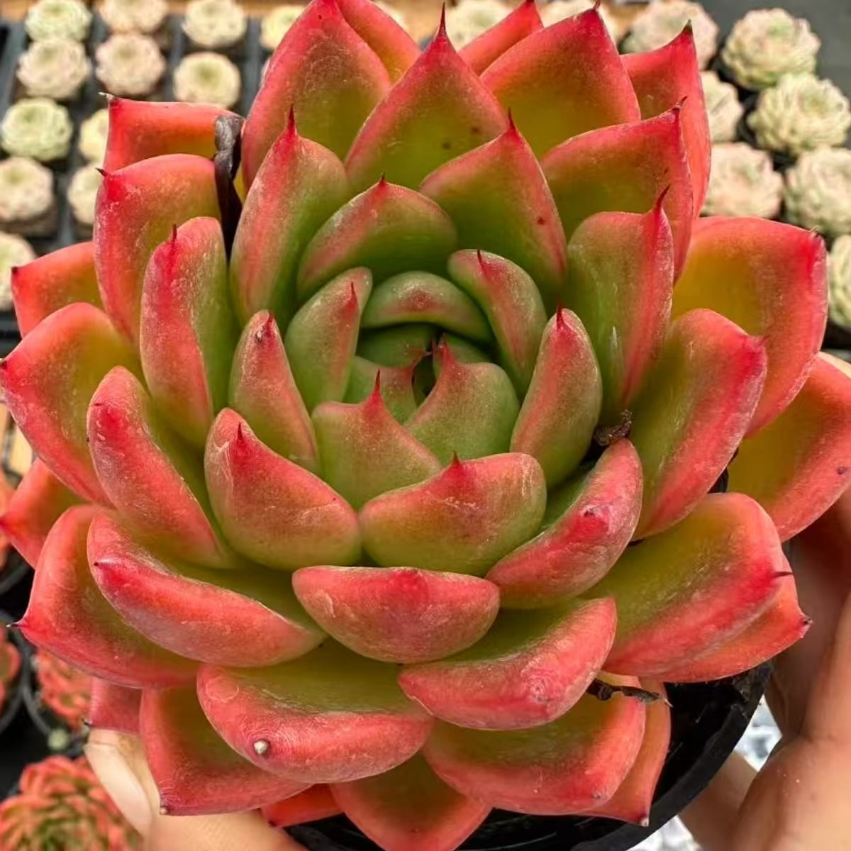 QNY186 Echeveria Satisfy(10cm pot size)