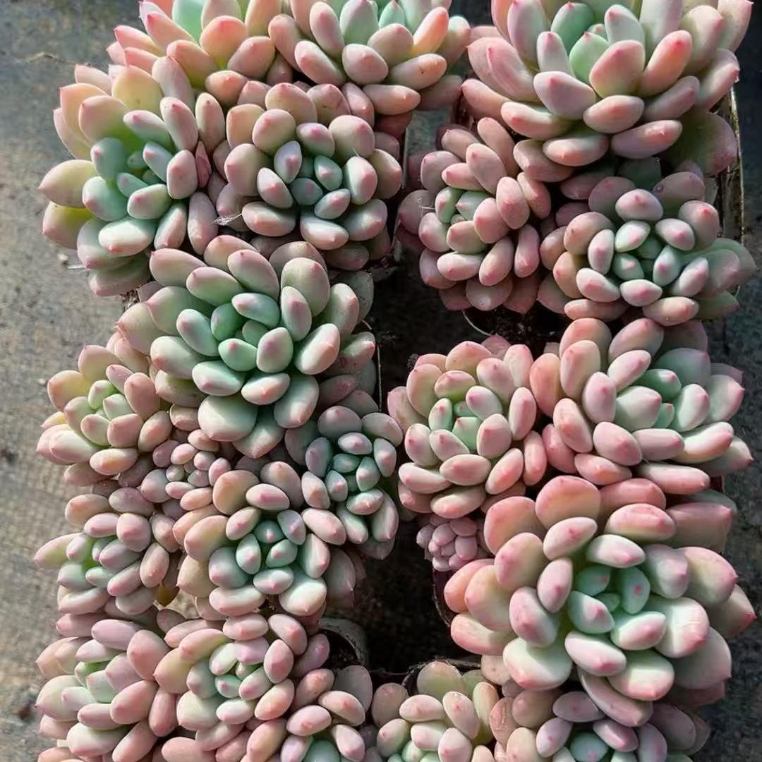 23891 Echeveria Jelly Bean (7cm pot size)