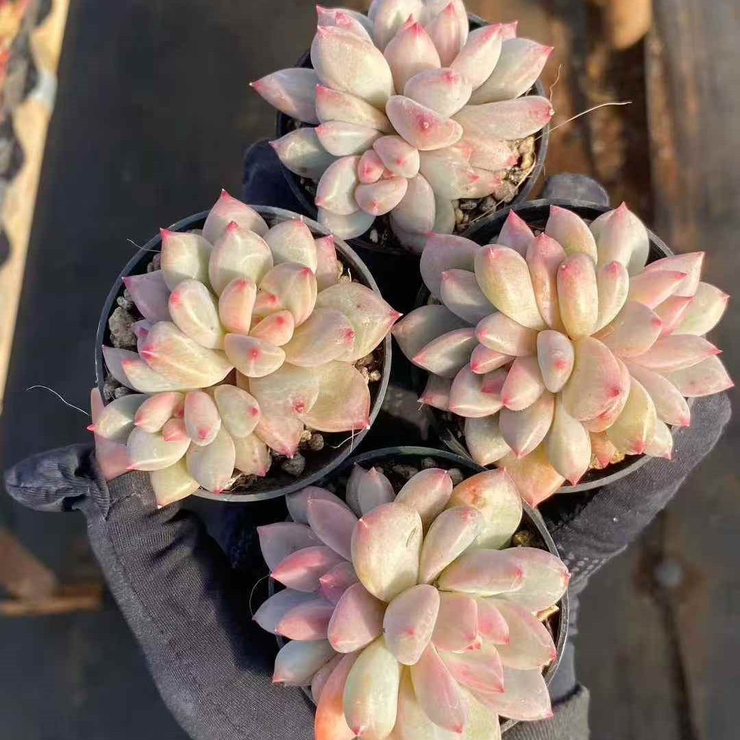 24929 Echeveria Shanks (7cm pot size)