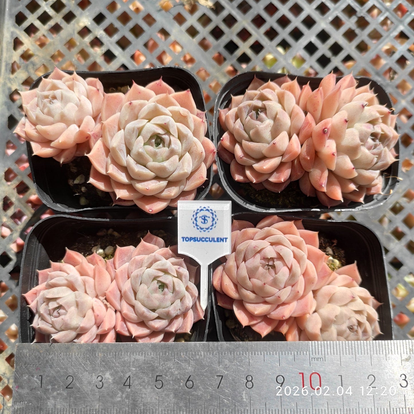25933 Echeveria Shirley (6.5cm pot size)
