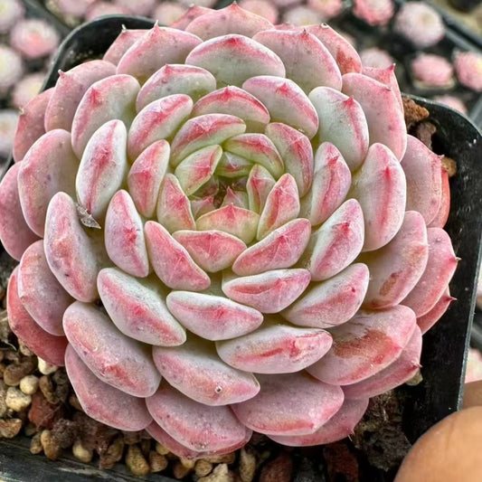 QNY193 Echeveria White Fat(5cm pot size)