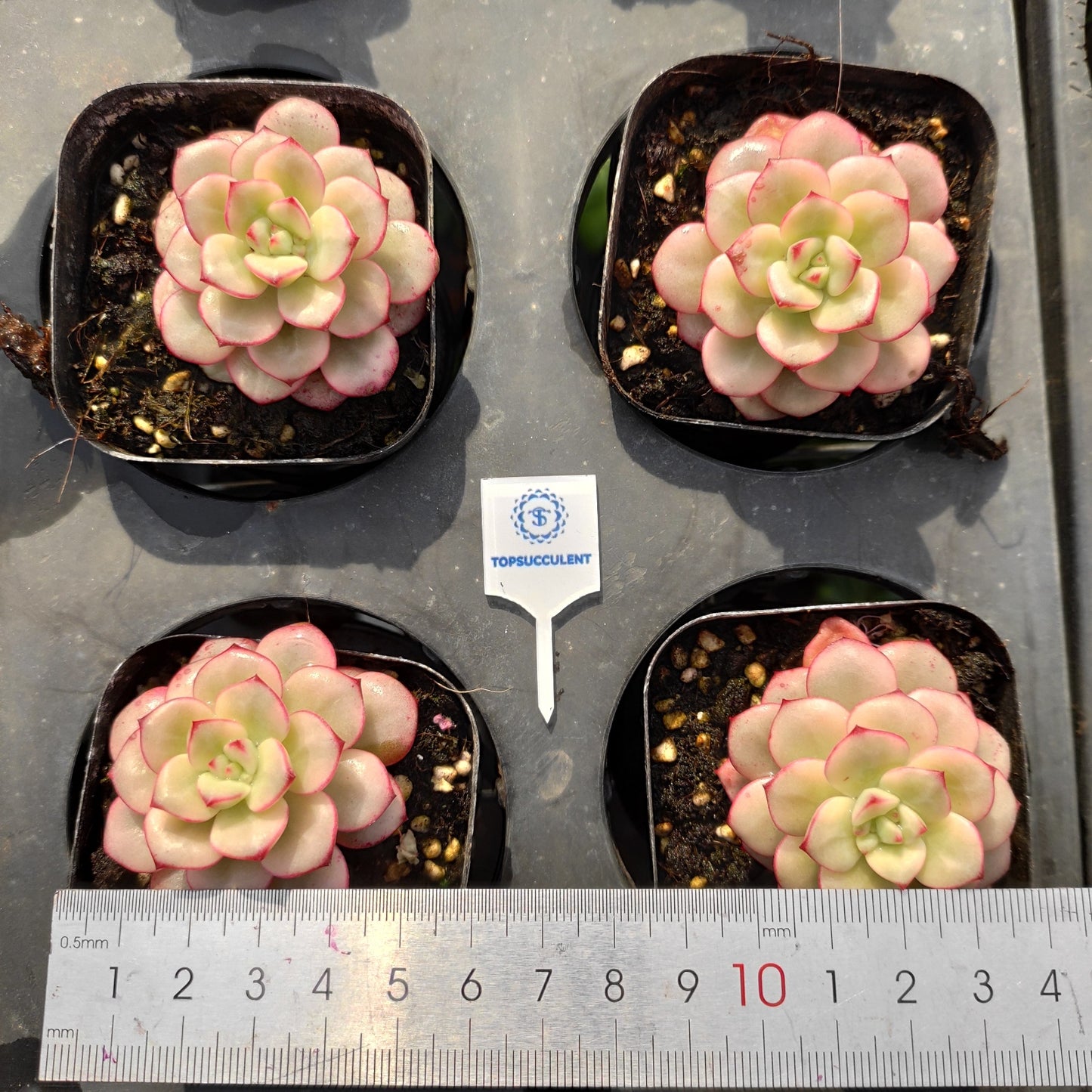 24510 Echeveria Tango Variegated (7cm pot size)