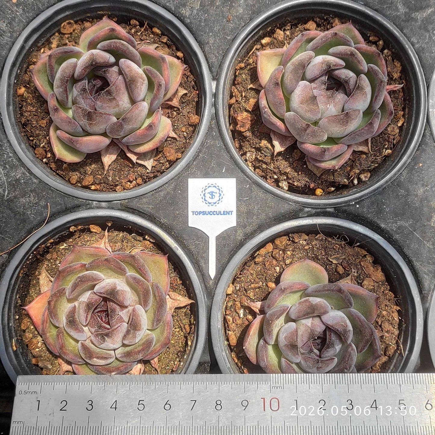 23755 Echeveria Plum Core (9cm pot size)