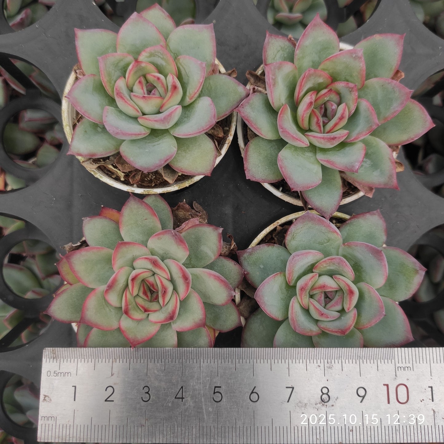 21465 Echeveria Mexico Pulidones Hyb (5.5cm pot size)