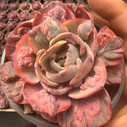 25943 Echeveria Rain Drops Variegated (9cm pot size)