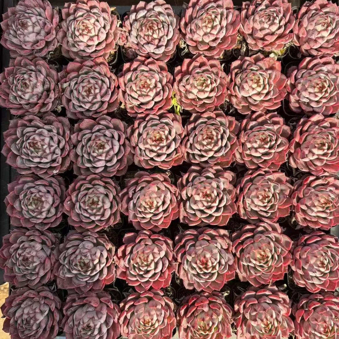 23422 Echeveria Ink Disguise (7cm pot size)